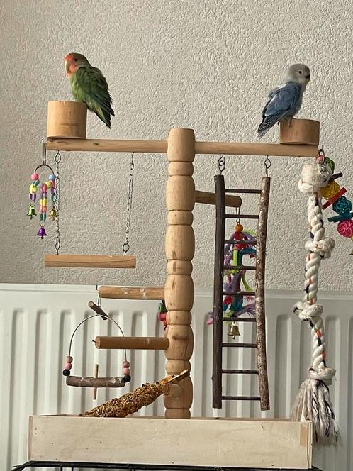Lieve Jonge Handtam Agapornis Dwergpapegaai Diverse Kleuren, Dieren en Toebehoren, Vogels | Parkieten en Papegaaien, Dwergpapegaai of Agapornis
