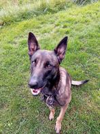 Te koop mechelse herder, Dieren en Toebehoren, Mei, Vrouwelijk
