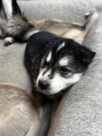 1 husky pup, België, Particulier, Rabiës (hondsdolheid), 8 tot 15 weken