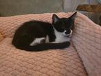 1 lief katertje zoekt een warm huisje!, Dieren en Toebehoren, Katten en Kittens | Overige Katten, Meerdere dieren