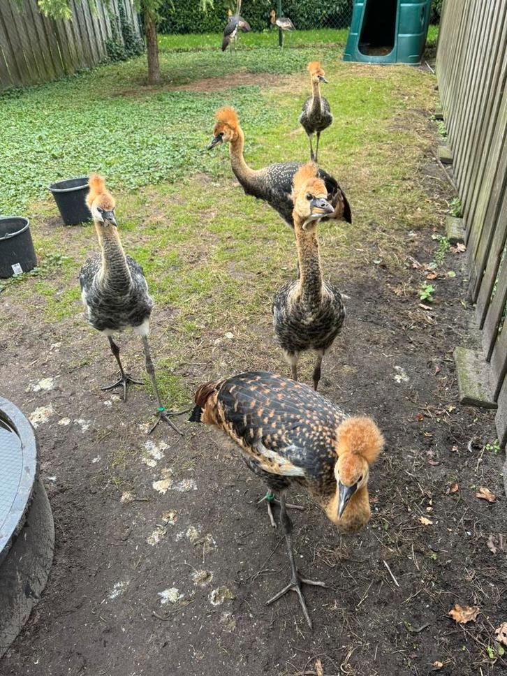 Diverse koppels Kroonkraanvogels, Dieren en Toebehoren, Pluimvee, Eend, Meerdere dieren