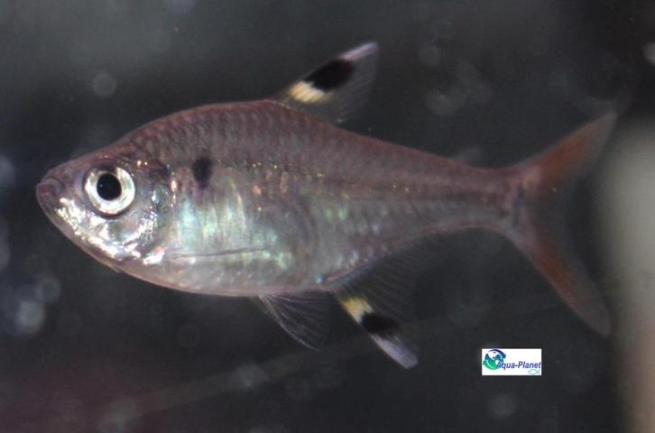 Indiaantje, Dieren en Toebehoren, Vissen | Aquariumvissen, Zoetwatervis, Vis, Schoolvis
