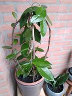 kamerplanten, Ophalen, Halfschaduw, Minder dan 100 cm