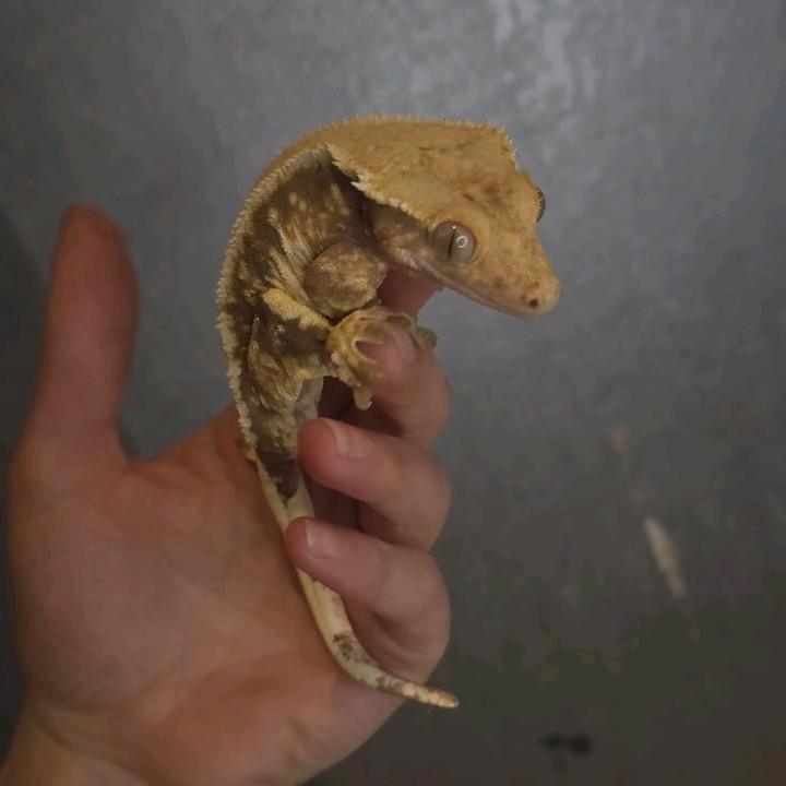 Crestedgecko, wimpergekko, Correlophus
ciliatus