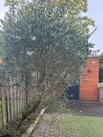 Twee prachtige olijfbomen te koop!, Tuin en Terras, Planten | Bomen, Bloeit niet, 100 tot 250 cm, Olijfboom, Ophalen