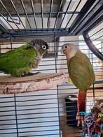 Vogels met kooi, Dieren en Toebehoren, Vogels | Parkieten en Papegaaien, Meerdere dieren, Parkiet