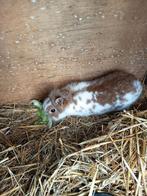 2 kleine dwergkonijntjes voedster / ram, Dieren en Toebehoren, Konijnen, Meerdere dieren, Dwerg