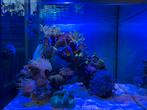 Levend steen voor zeeaquarium, Ophalen, Plant(en), Steen of Hout