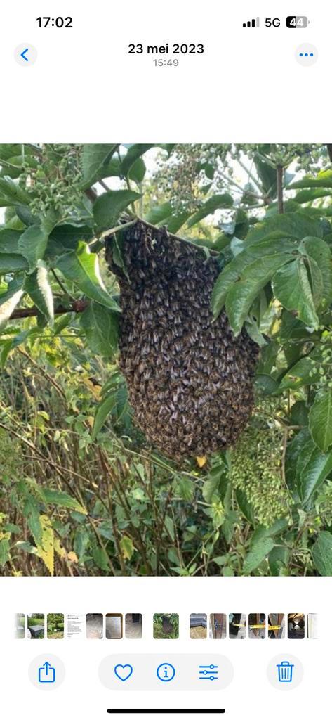 Heeft of ziet u een bijenzwerm? Bel de lokale imker!, Dieren en Toebehoren, Insecten en Spinnen