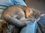 Britse Korthaar kitten, Dieren en Toebehoren, Poes