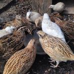 Japanse kwartels diverse kleuren, Dieren en Toebehoren, Vogels | Overige Vogels, Meerdere dieren, Tropenvogel
