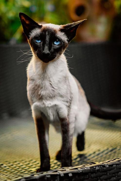 Nestaankondiging, Dieren en Toebehoren, Katten en Kittens | Raskatten | Korthaar, Meerdere dieren, 0 tot 2 jaar, Met stamboom