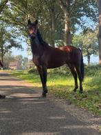 E pony Connemara 7 jaar, Dieren en Toebehoren, Paarden, Gechipt, Springpaard, Minder dan 160 cm, Ruin