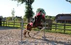 Bijrijder/verzorger aangeboden verzorgpony/paard gezocht, Ophalen, Nieuw