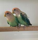 Roseicollies, Dieren en Toebehoren, Vogels | Parkieten en Papegaaien, Meerdere dieren, Parkiet