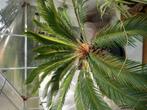 Cycas revoluta, Ophalen, Overige soorten, Halfschaduw