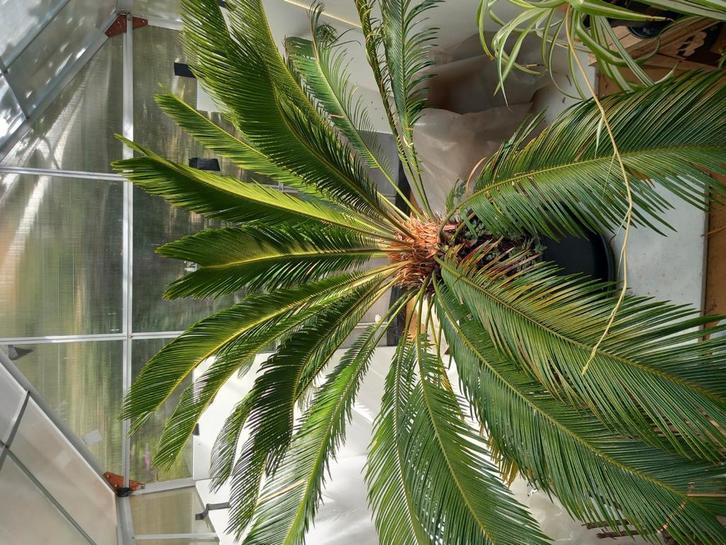 Cycas revoluta, Tuin en Terras, Planten | Tuinplanten, Overige soorten, Halfschaduw, Ophalen