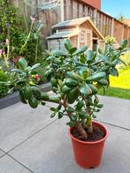 Jade plant, Huis en Inrichting, Kamerplanten, Ophalen, Halfschaduw, Minder dan 100 cm