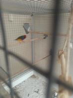 Gould Amandine man met kooie, Dieren en Toebehoren, Mannelijk