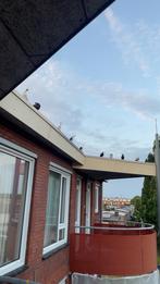 Sierduiven/syrische duiven