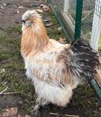 Usa zijdehoen haantjes, Dieren en Toebehoren, Pluimvee, Mannelijk, Kip