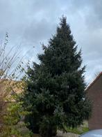 Spar / kerstboom 6 mtr, Diversen, Ophalen of Verzenden, Gebruikt