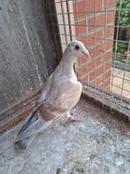 Postduiven Kleurpostduiven, Meerdere dieren, Postduif