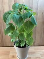 3 groene shiso planten, Ophalen