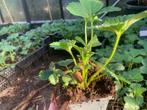 Aardbei - Fragaria anannans white/roze, Ophalen of Verzenden, Zomer, Volle zon
