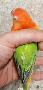 Prachtige brr agapornis fisheri opaline groen man en pop, Dieren en Toebehoren, Vogels | Parkieten en Papegaaien, Meerdere dieren