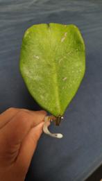 Hoya Obovata Pink Splash Stek, Huis en Inrichting, Kamerplanten, Ophalen of Verzenden, Halfschaduw, Minder dan 100 cm