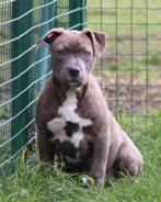 Amerikaanse Stafford pups, Parvo, België, 8 tot 15 weken, American Staffordshire Terriër