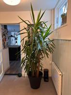 Yuca 220 cm, Huis en Inrichting, Kamerplanten, Ophalen of Verzenden, Overige soorten, 200 cm of meer
