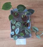 Kamerplantenbox, Ophalen, Overige soorten, Minder dan 100 cm