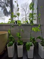 Surinaamse sim/ sopropo/ tayerblad plantjes te koop, Tuin en Terras, Volle zon, Minder dan 100 cm, Ophalen of Verzenden, Overige soorten