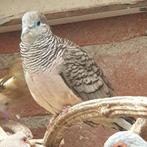 1vredes duivin, Dieren en Toebehoren, Vogels | Overige Vogels, Vrouwelijk