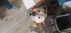 Amerikaanse stafford, 6 jaar of ouder, Reu, American Staffordshire Terriër, Eén hond