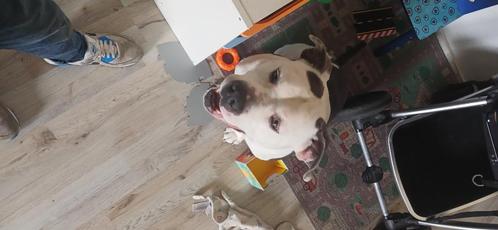 Amerikaanse stafford, Dieren en Toebehoren, Honden | Jack Russells en Terriërs, Reu, American Staffordshire Terriër, Particulier