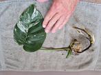 Monstera Deliciosa Albo Variegata stekken kamerplant, Ophalen of Verzenden, Overige soorten, Minder dan 100 cm
