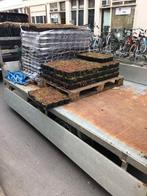 Sedum groendak eenvoudig zelf maken, Bodembedekkers, Volle zon, Vaste plant, Ophalen of Verzenden