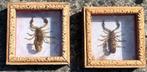 2x opgezette schorpioenen in fotokader, Dieren en Toebehoren, Overige soorten, 0 tot 2 jaar