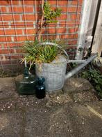 Zinken Gieter met Siergras - Sesleria Heufleriana, Ophalen, Volle zon, Vaste plant, Siergrassen