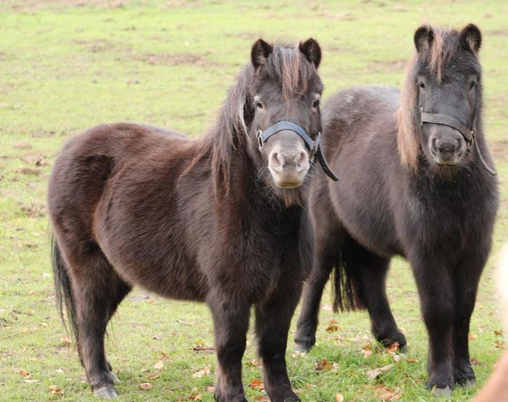 Te koop twee prachtige fok shetlander merries, Dieren en Toebehoren, Paarden en Pony's | Dekhengsten en Fokmerries, Merrie
