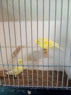 2 kanaries, Meerdere dieren