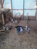 Bonte leghorn kippen prijs is per stuk, Dieren en Toebehoren, Pluimvee, Meerdere dieren, Kip