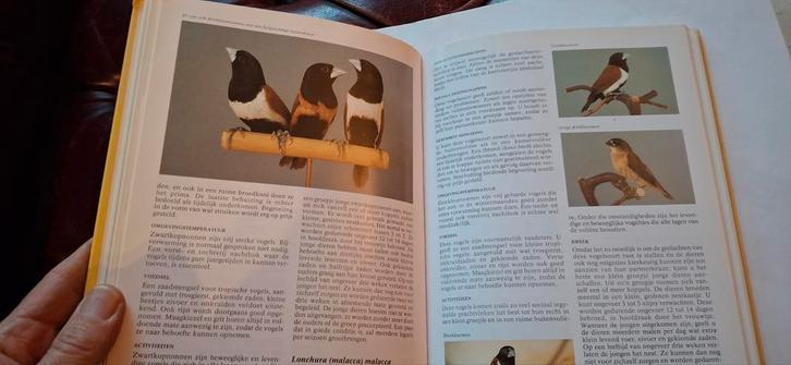 Kooi- en Volièrevogels Encyclopedie, Boeken, Encyclopedieën, Gelezen, Los deel, Dieren, Ophalen of Verzenden