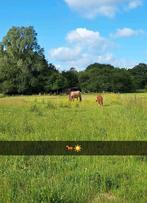 Weidegang aangeboden Groningen, Weidegang, 1 paard of pony