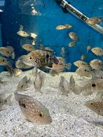 Cichliden Andinoacara rivulatus, Dieren en Toebehoren, Vissen | Aquariumvissen, Vis, Zoetwatervis