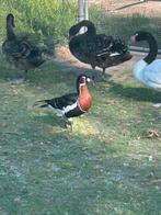 Roohals gans, Mannelijk, Gans of Zwaan