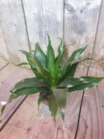 Kamerplant Dracaena fragrans 'Janet Craig"*, Huis en Inrichting, Kamerplanten, Ophalen, Overige soorten, Minder dan 100 cm